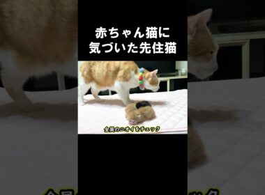 赤ちゃん猫に気づいた先住猫　#保護子猫