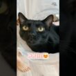 ゆらゆら黒猫ボンベイ　#cat #ねこ #ねこのいる暮らし #ねこのいる生活 #ねこ動画 #猫 #猫好きさんと繋がりたい #かわいい #癒やし #甘えん坊