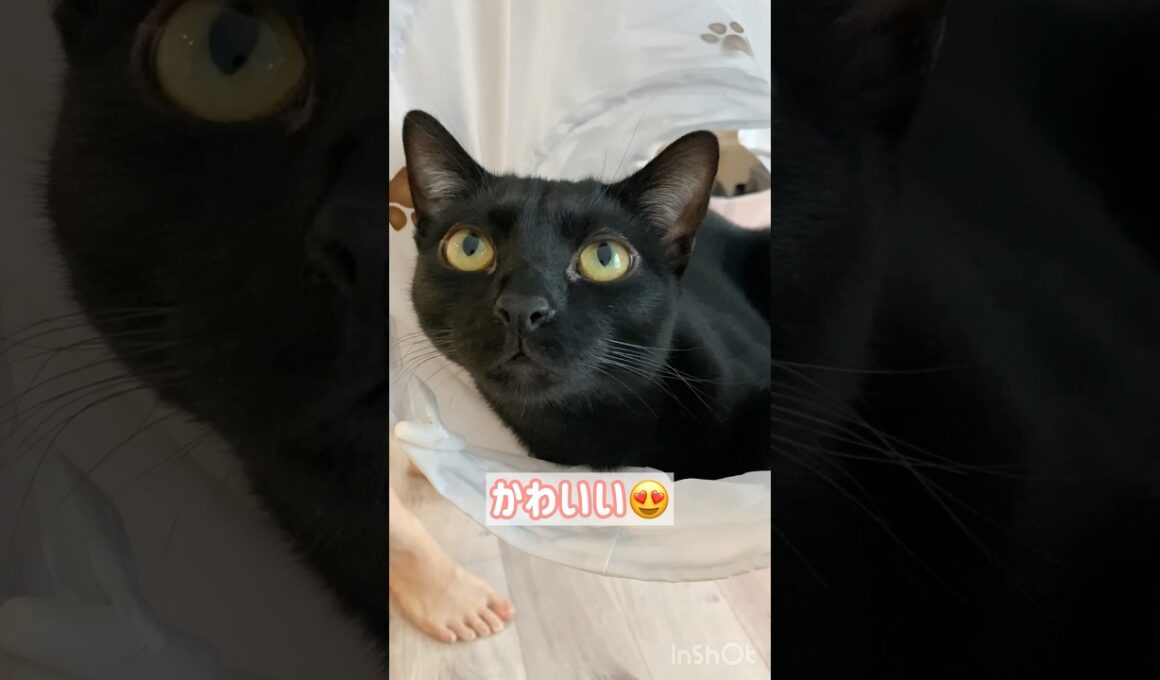ゆらゆら黒猫ボンベイ　#cat #ねこ #ねこのいる暮らし #ねこのいる生活 #ねこ動画 #猫 #猫好きさんと繋がりたい #かわいい #癒やし #甘えん坊