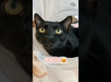 ゆらゆら黒猫ボンベイ　#cat #ねこ #ねこのいる暮らし #ねこのいる生活 #ねこ動画 #猫 #猫好きさんと繋がりたい #かわいい #癒やし #甘えん坊