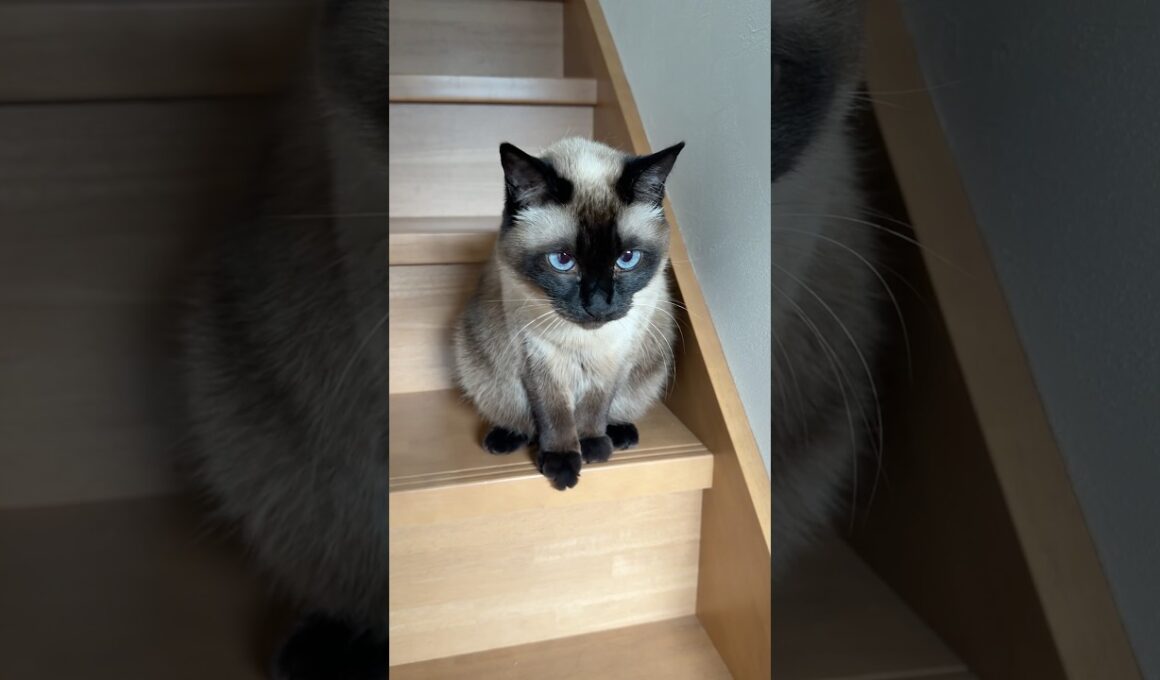 階段にいるシャム猫のふくさん【たぬき猫】 #cat #しゃむねこ #猫のいる暮らし #猫好きさんと繋がりたい #ねこ #cutecat #cat
