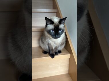 階段にいるシャム猫のふくさん【たぬき猫】 #cat #しゃむねこ #猫のいる暮らし #猫好きさんと繋がりたい #ねこ #cutecat #cat