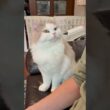 #何か言いたい猫 #ツンデレ ＃猫のいる暮らし #スコティッシュフォールド #cat #shorts