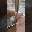 猫が遊びにきた時のアレクサンドラの反応【スフィンクス】