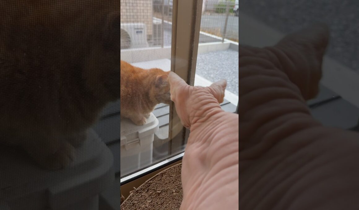 猫が遊びにきた時のアレクサンドラの反応【スフィンクス】