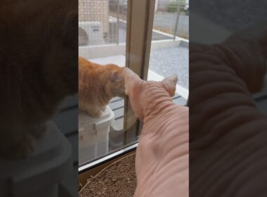 猫が遊びにきた時のアレクサンドラの反応【スフィンクス】