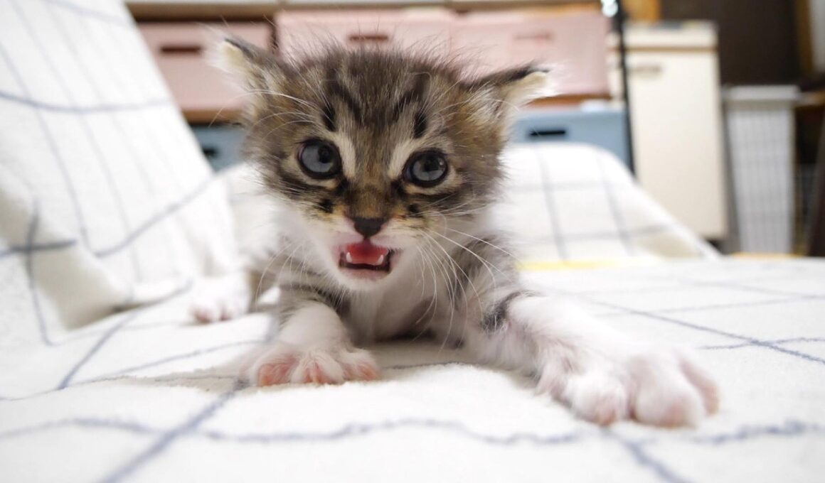 怒な時とご機嫌な時の鳴き方の違いが分かりやすい赤ちゃん子猫さん【赤ちゃん猫　保護猫】