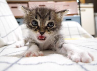 怒な時とご機嫌な時の鳴き方の違いが分かりやすい赤ちゃん子猫さん【赤ちゃん猫　保護猫】