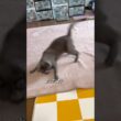 【ロシアンブルー】めろんもたまには動くんです😗【猫】#shorts