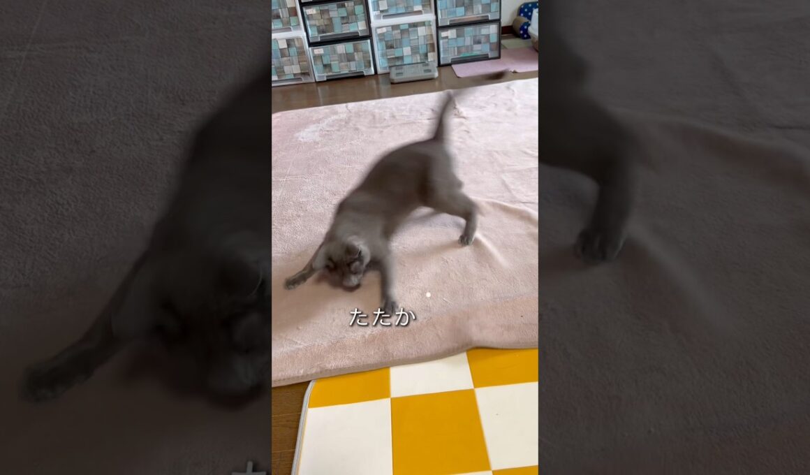 【ロシアンブルー】めろんもたまには動くんです😗【猫】#shorts