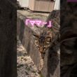 お散歩中のショウちゃん。虎が合流する「いつもの幸せ」がここにあります。🐾✨