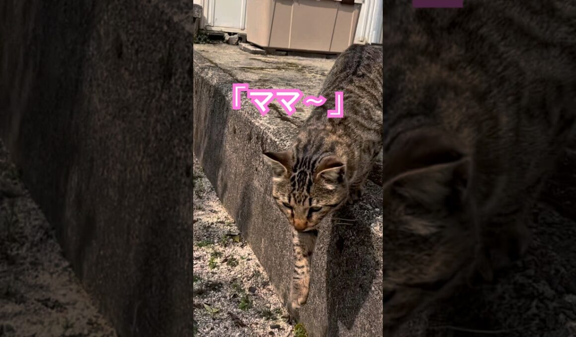 お散歩中のショウちゃん。虎が合流する「いつもの幸せ」がここにあります。🐾✨