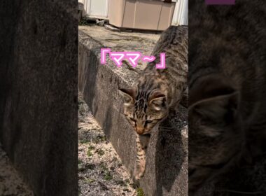 お散歩中のショウちゃん。虎が合流する「いつもの幸せ」がここにあります。🐾✨
