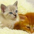 巣立った子猫たち、離れた母猫を想う The mother-cat and her kitties