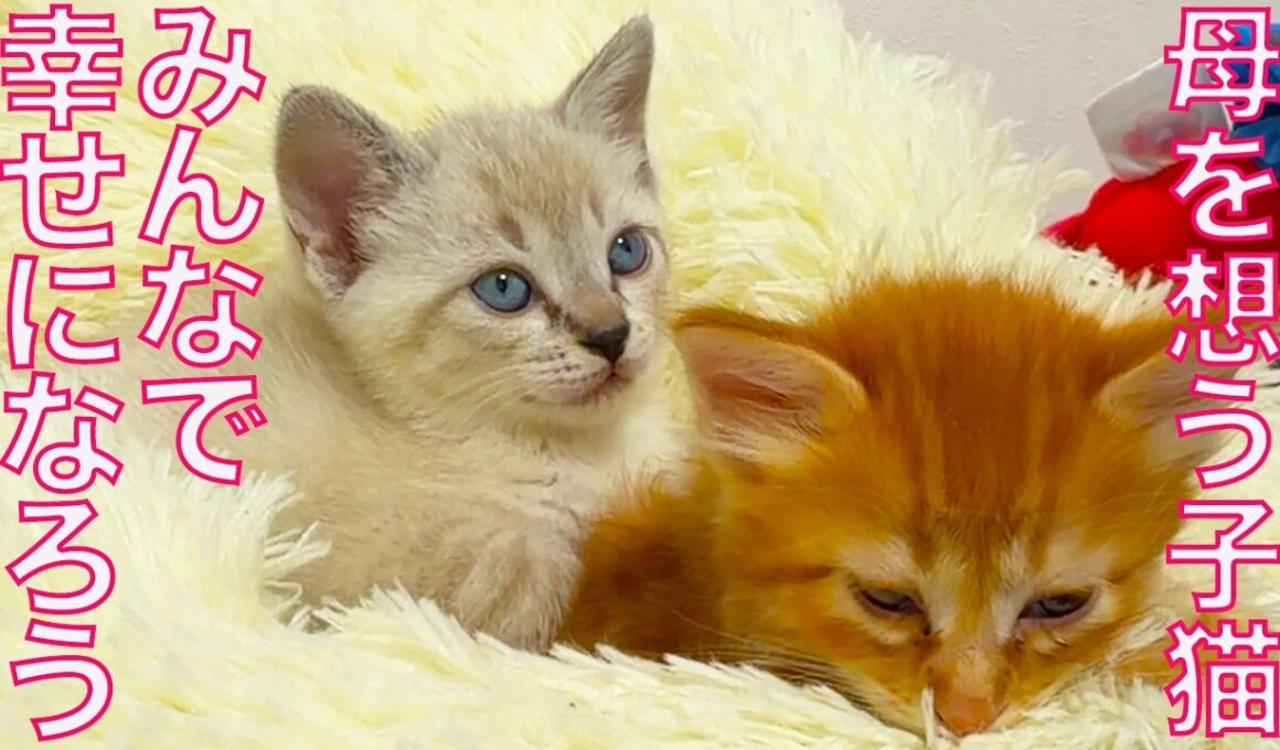 巣立った子猫たち、離れた母猫を想う The mother-cat and her kitties