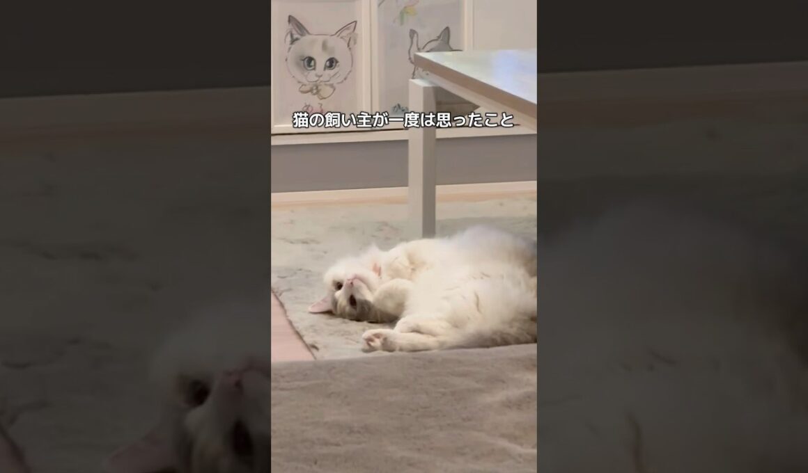 同じ人いますか？🥹#shorts #猫 #cat #ラグドール #猫のいる暮らし