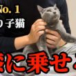 1人ぼっちになったビビり子猫ついに…！？
