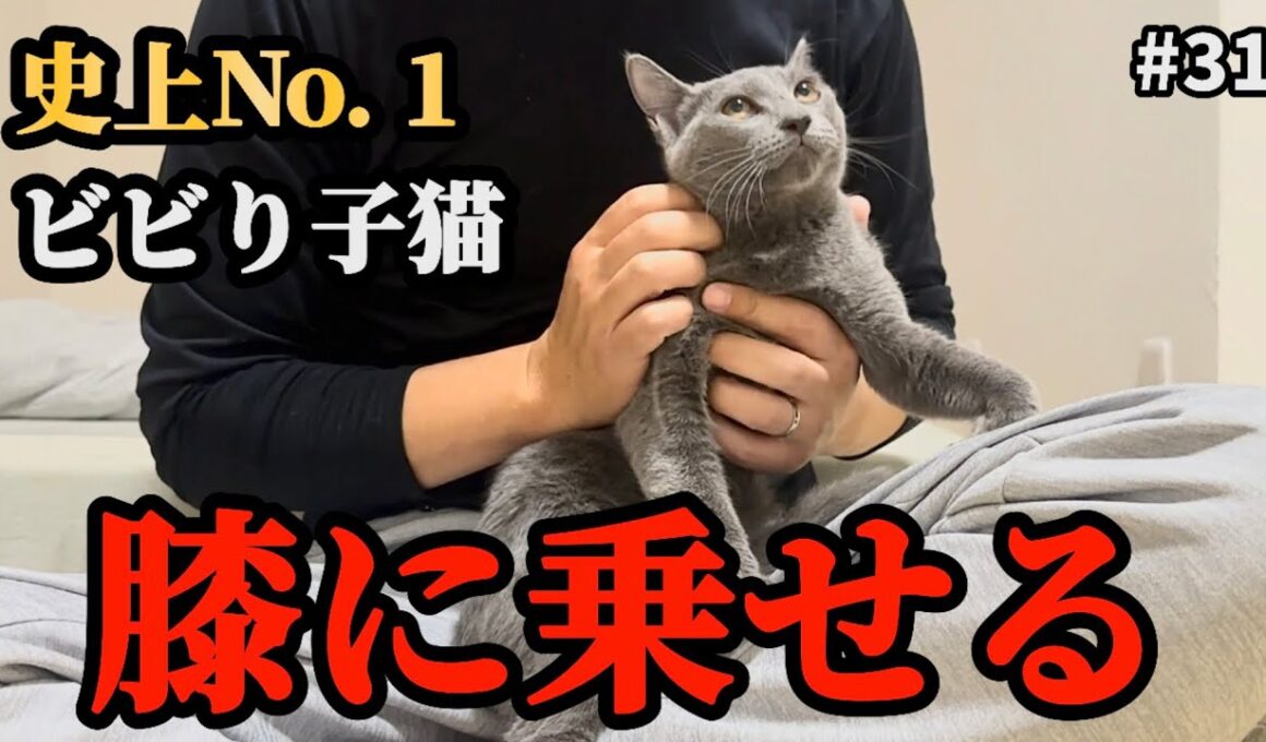 1人ぼっちになったビビり子猫ついに…！？