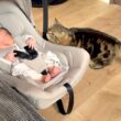 赤ちゃんにも猫にも効果があるベルトの安心感