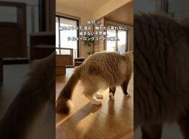 ミャンマーの神殿に伝わる伝説の猫 #バーマン #サファイアブルー #猫 #猫のいる暮らし #猫好き #猫動画 #猫の不思議#猫の性格 #癒やし動画 #愛猫 #猫あるある #ねこ #cat #cats