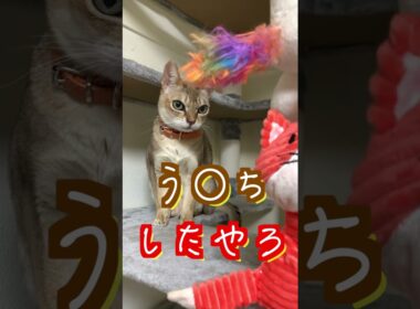 う○ちして怒られる猫