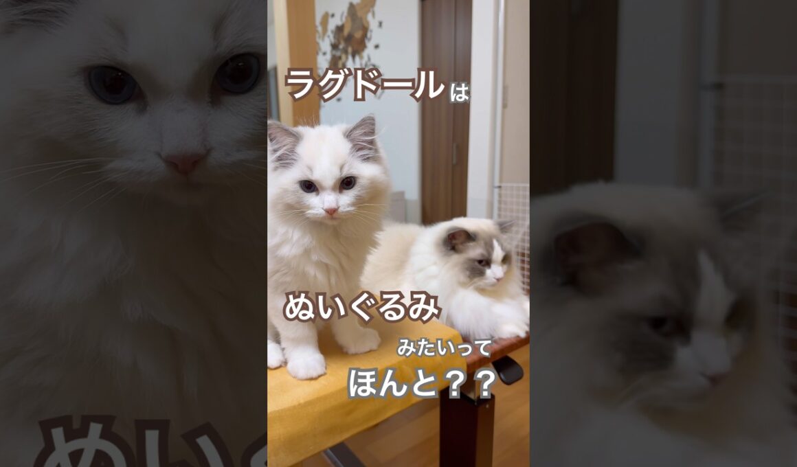 ラグドールはぬいぐるみみたいってほんと？？😽💕#ラグドール #猫好きさんと繋がりたい#猫のいる暮らし  #ねこ動画
