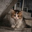 マンションの廊下で助けを求めていた子猫を保護。彼が教えてくれた命の重さ。