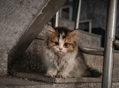 マンションの廊下で助けを求めていた子猫を保護。彼が教えてくれた命の重さ。