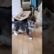 メインクーン赤ちゃん達とドンチッチ君が楽しそうです‼️