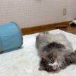 【癒し♪】ゴールデンウィークも変わらずのんびりなもふ猫たち❤️ノルウェージャンフォレストキャットとターキッシュアンゴラ