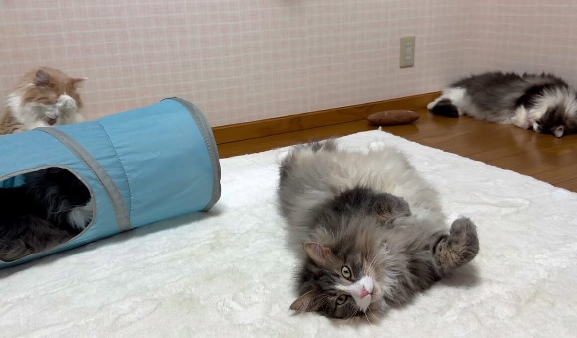 【癒し♪】ゴールデンウィークも変わらずのんびりなもふ猫たち❤️ノルウェージャンフォレストキャットとターキッシュアンゴラ