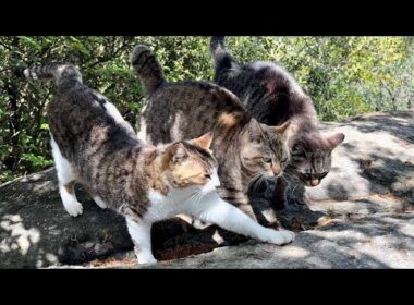 次々と到着した仲間たちと挨拶を交わして行く仲睦まじい猫の集会
