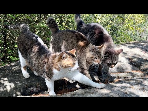 次々と到着した仲間たちと挨拶を交わして行く仲睦まじい猫の集会