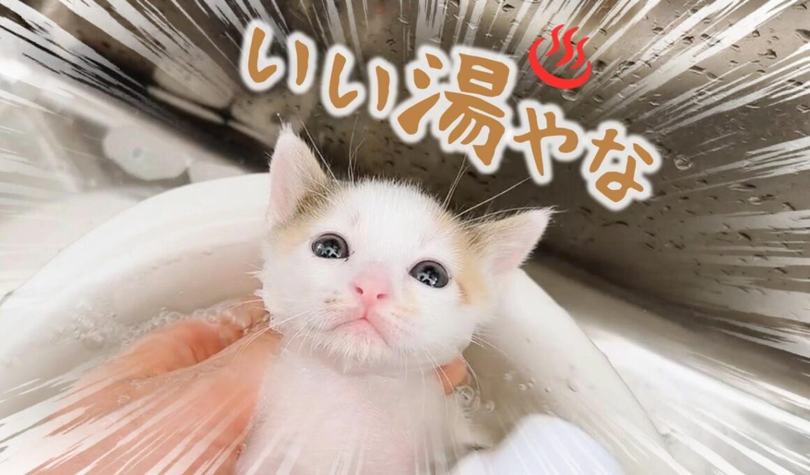 汚れていたのでシャンプーした子猫、ミルク後のふみふみが天使すぎた【保護猫生活3日目】はじめてのお風呂