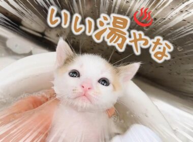 汚れていたのでシャンプーした子猫、ミルク後のふみふみが天使すぎた【保護猫生活3日目】はじめてのお風呂