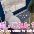 バーマン猫ラフ【話しに来た？】Did you come to talk?（バーマン猫）Birman/Cat