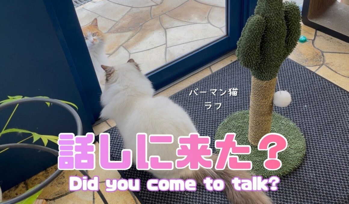 バーマン猫ラフ【話しに来た？】Did you come to talk?（バーマン猫）Birman/Cat