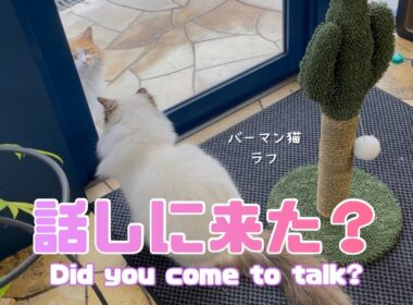 バーマン猫ラフ【話しに来た？】Did you come to talk?（バーマン猫）Birman/Cat