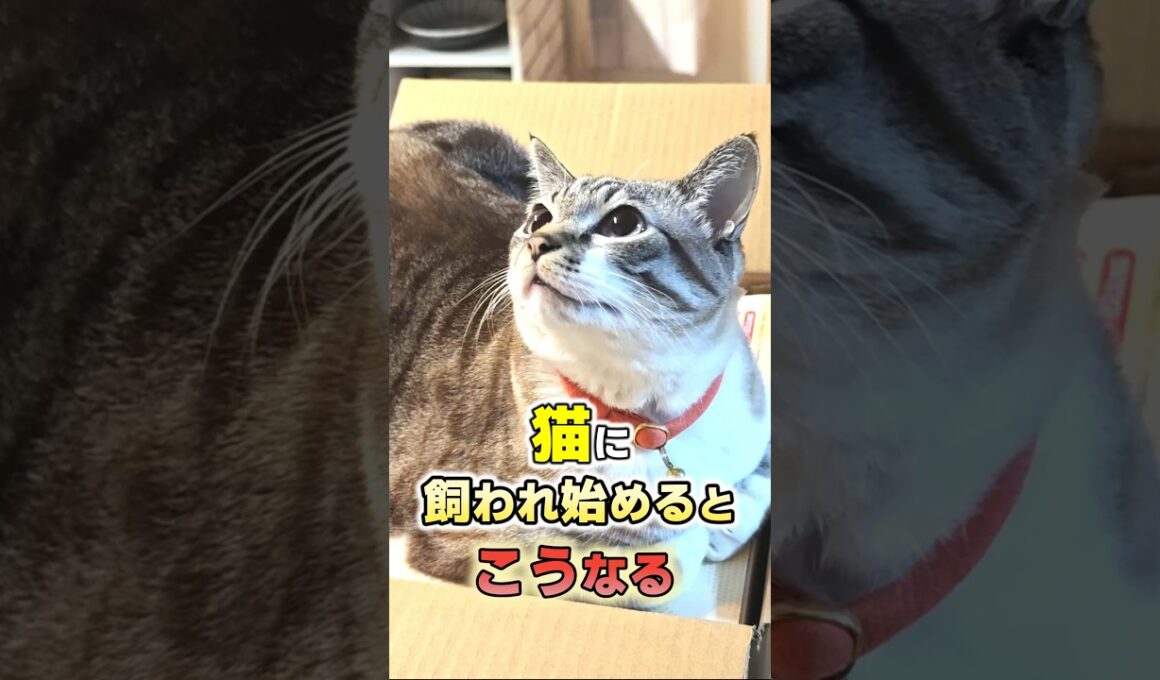 猫が飼い主をナメている時に大体される5つの行動 #猫雑学 #猫 #ねこたんの解説