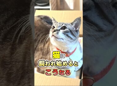 猫が飼い主をナメている時に大体される5つの行動 #猫雑学 #猫 #ねこたんの解説
