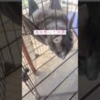 風を感じて #ねこ動画 #アメリカンカール