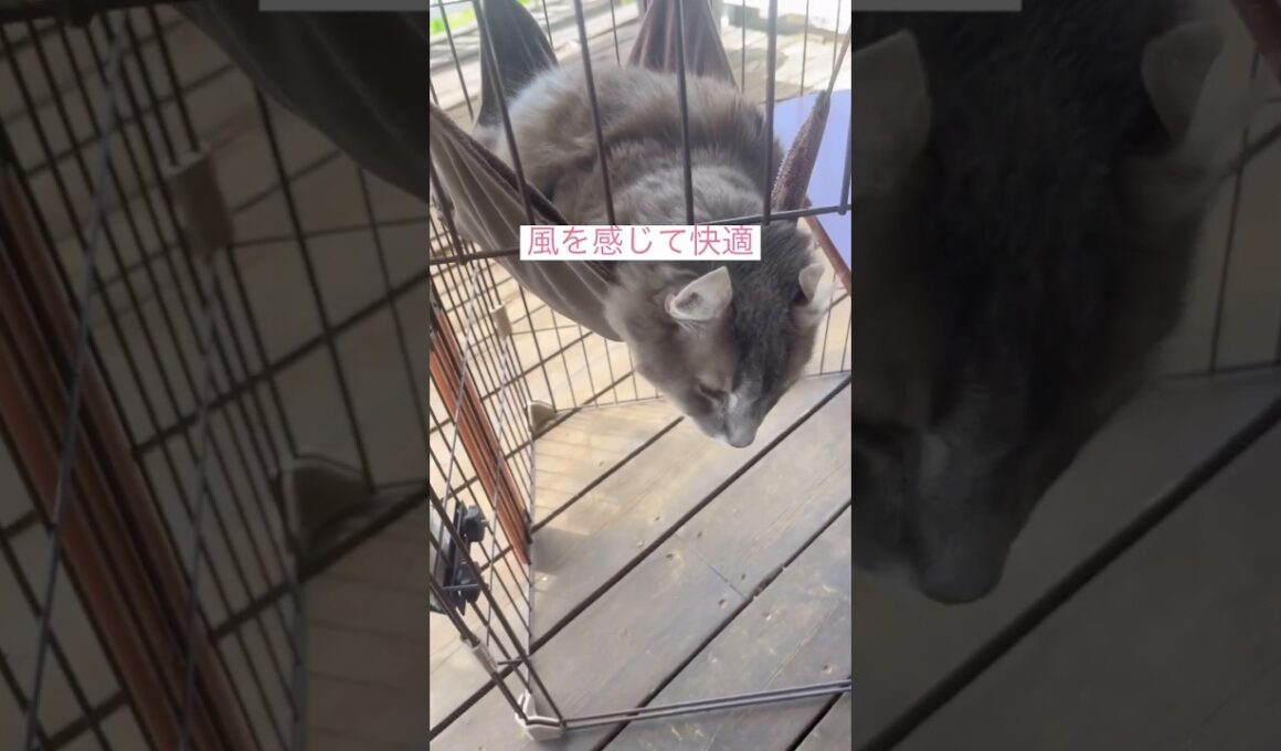 風を感じて #ねこ動画 #アメリカンカール
