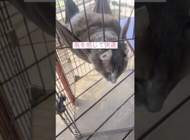 風を感じて #ねこ動画 #アメリカンカール