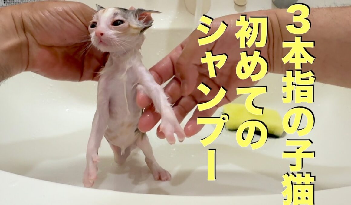 指が3本しかない子猫のシャンプー   Shampooing a kitten with only three toes on its feet.
