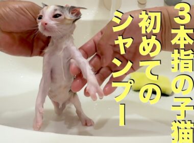 指が3本しかない子猫のシャンプー   Shampooing a kitten with only three toes on its feet.