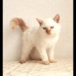 セルカークレックス子猫　Selkirk Rex　2025.12.16産まれ　　クリームポイント　巻き毛　男の子　シーダキャット猫のお店
