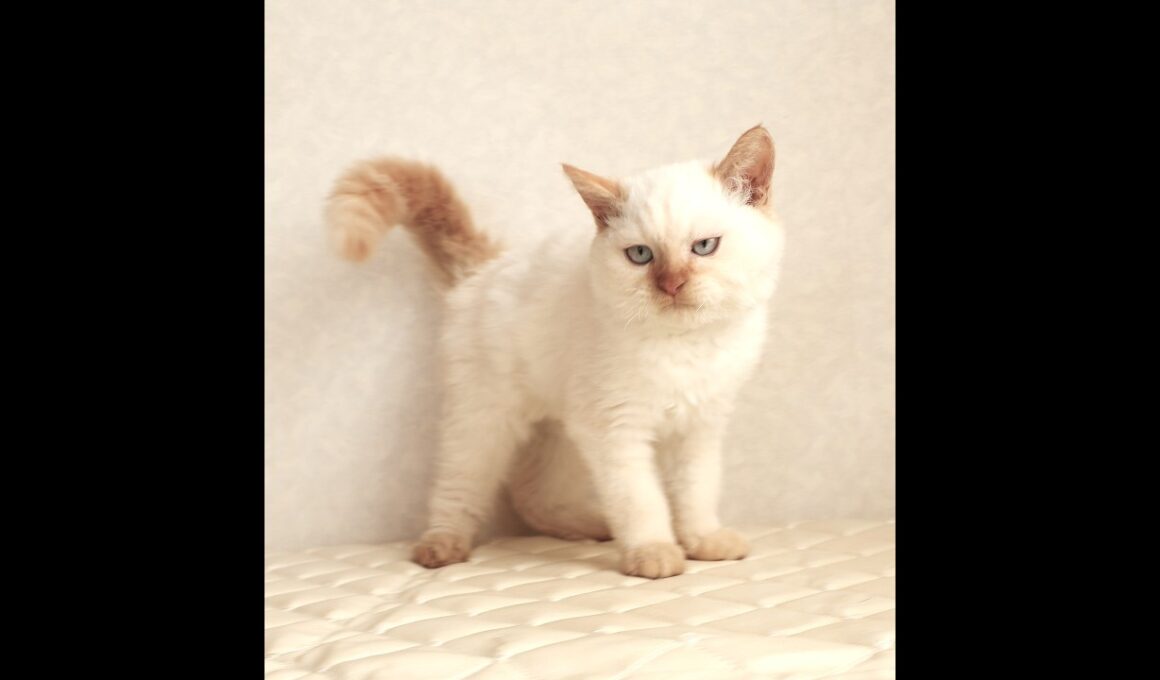 セルカークレックス子猫　Selkirk Rex　2025.12.16産まれ　　クリームポイント　巻き毛　男の子　シーダキャット猫のお店