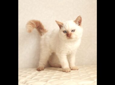 セルカークレックス子猫　Selkirk Rex　2025.12.16産まれ　　クリームポイント　巻き毛　男の子　シーダキャット猫のお店