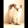 セルカークレックス子猫　Selkirk Rex　2025.12.16産まれ　　ブルーポイント　巻き毛　女の子　シーダキャット猫のお店