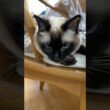 あくびが多いシャム猫のふくさん【たぬき猫】 #cat #しゃむねこ #猫のいる暮らし #猫好きさんと繋がりたい #ねこ #cutecat #cat